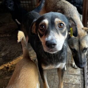 SUNRISE - ausgereist zum TST Rösrath