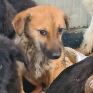 LIVVY - vermisst 04/24