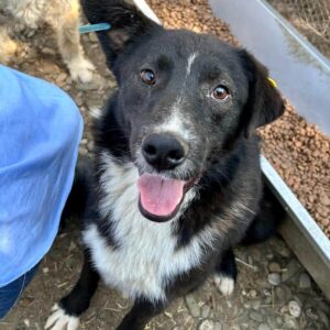 CLARITO - ausgereist zum TST Rösrath