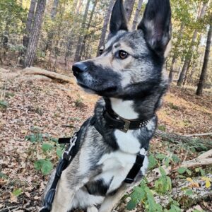 Sabi (Kalea) in 59399 Olfen *vermittelt*