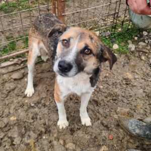 MACKY - Notfall: Mobbingopfer - reserviert TH Limburg - vermittelt