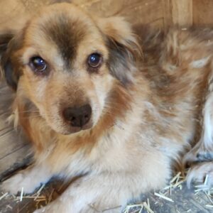 SAMUEL - völlig überforderter Opa - reserviert PVA vermittelt