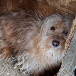 SHANTI (⚤) - vermisst 06/23