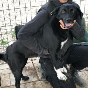 GISELA - auf Pflegestelle in PLZ 5 *vermittelt*