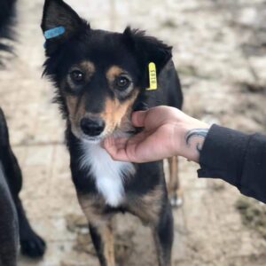 TILLY - auf Pflegestelle in PLZ 6 vermittelt