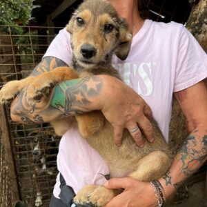 PAULITO - ausgereist zur Hundescheune Fläming