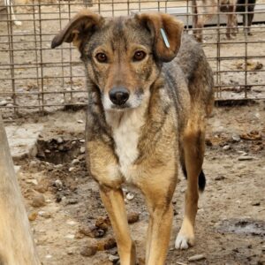 XANDER (♂) - vermisst 11/24