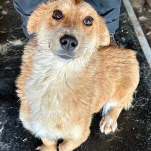 ROSI - vermittelt JW