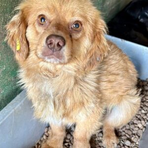 GIMLI - ausgereist zum TH Ahrweiler