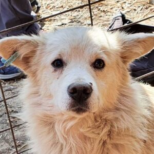 FRANCIS - ganz verzweifelt - reserviert TST Rösrath - vermittelt