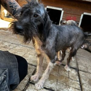 JULY - auf PDR PS im PLZ Bezirk 15 - vermittelt