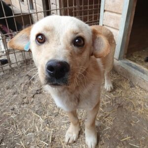 OLIVANDER - vermittelt JW