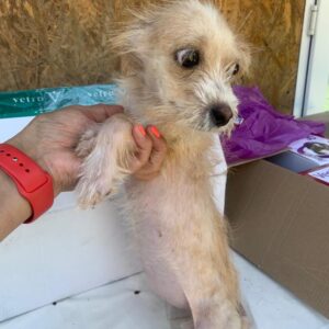 PITY - reserviert THL (01.06.) - vermittelt