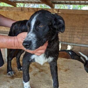 DUFFEL - reserviert Second Chance Dogs vermittelt