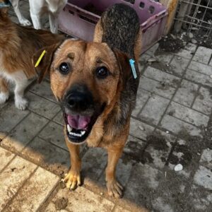 BOOTZI - vermisst 11/24