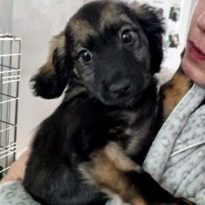 LUKI - reserviert JW - vermittelt