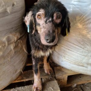 ARONIA - Notfall-Oma - extrem dünn, starke Hautprobleme, leidet sehr - reserviert Betty - vermittelt