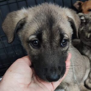 FELICITAS - auf PDR PS im PLZ Bezirk 21 - vermittelt