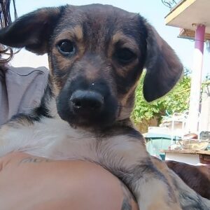 DAVITO - ausgereist zur Tierhilfe Lebenswert