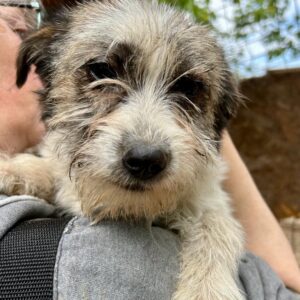 XANJA - sollte zeitnah ausreisen - vermittelt LS