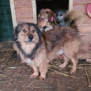 HOMER - reserviert TST Rösrath vermittelt