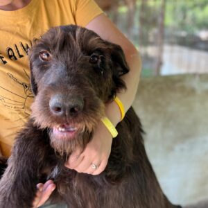 RUDOLF - auf Pflegestelle in PLZ 7 *vermittelt*