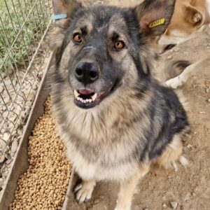 ANNELIESE (♀) - vermittelt MH