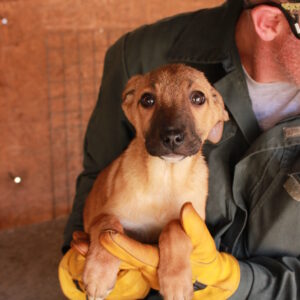 CARLY - reserviert Vergessene Pfoten Stuttgart vermittelt