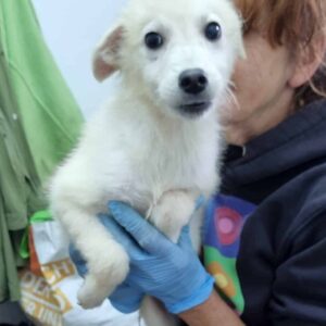 LANNO - reserviert TH Wannigsmühle - vermittelt