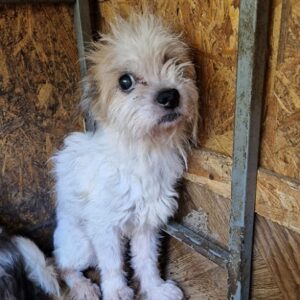 FLOCKE - auf PDR PS im PLZ Bezirk 18 *vermittelt*