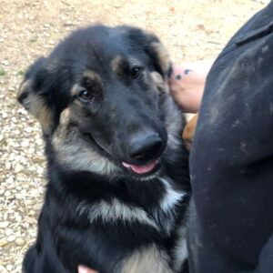 EMMIE (*EMMA) - reserviert für Tierhilfe Lebenswert vermittelt