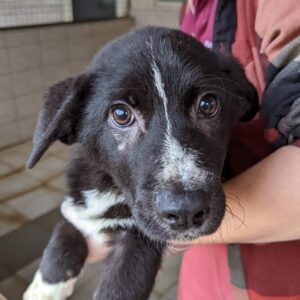 CHIO - reserviert CD vermittelt