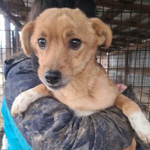 JELLY - auf Pflegestelle in PLZ 2 *vermittelt*