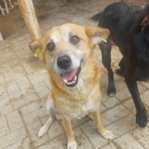 SEPPI - auf Pflegestelle in PLZ 7 vermittelt