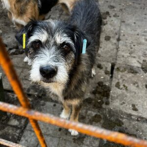 RALPHI - seel. Notfall - vermittelt Alexandra