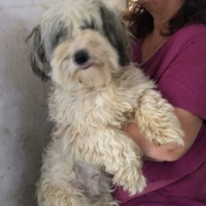 WEASLEY - reserviert TINO vermittelt