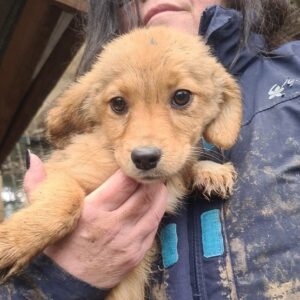 RIKE - reserviert TH Limburg - vermittelt