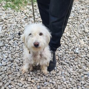 ELSA - Hautprobleme - reserviert Tierhilfe Lebenswert DR (16.07.) - vermittelt