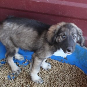 SNEAKY- reserviert ( JW 20/12 ) - vermisst 12/2022