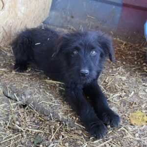 MAYLO - reserviert TH Tuttlingen 19.12. - vermisst 12/2022