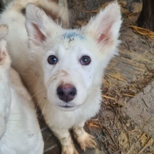 LOVELACE - reserviert TH Limburg - vermittelt