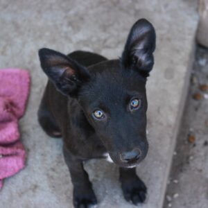 FREYA - reserviert MG vermittelt