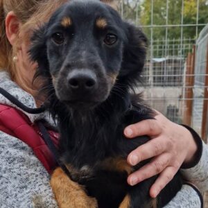 PICOBELLO - auf Pflegestelle in PLZ 3 vermittelt