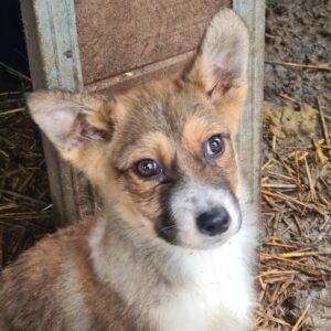 FOXI - reserviert TH Limburg - vermittelt