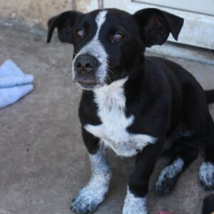BUTZEL - auf Pflegestelle in PLZ 5 vermittelt
