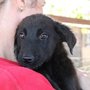 ANTONJU - reserviert Hundescheune Fläming - vermittelt