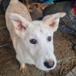 MICKY - reserviert TH Limburg - vermittelt