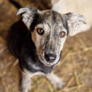 MICO - durchtrittig, sollte dringend ausreisen - reserviert für Tierhilfe Lebenswert vermittelt