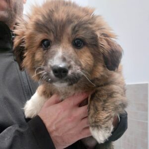 MALINA wurde schwer gebissen! - reserviert Tierhilfe Lebenswert DR 01.01. - vermittelt