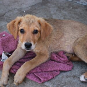 JULINA - reserviert IH (11.08.) - vermittelt